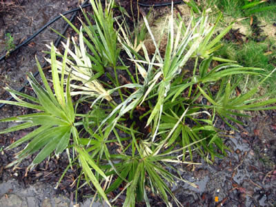 serenoa schaden